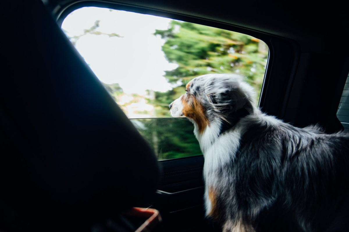 A blue merle Australian shepherd looking out an open truck window, trees blurring past