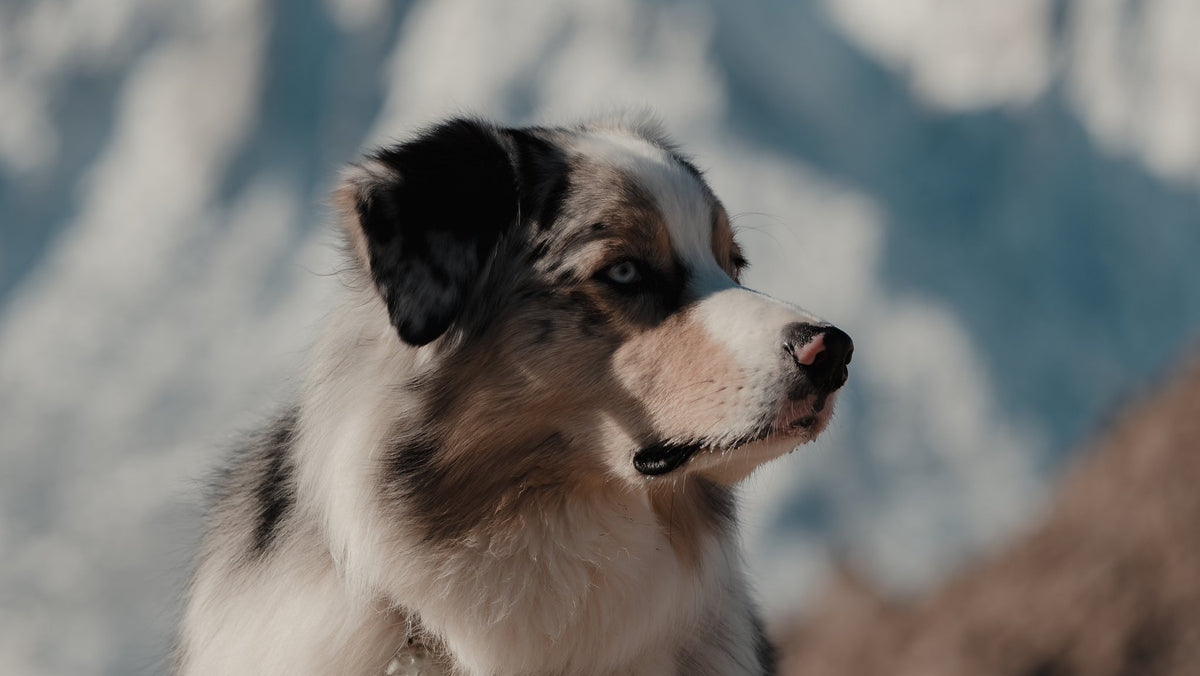 Traveling With Your Pup