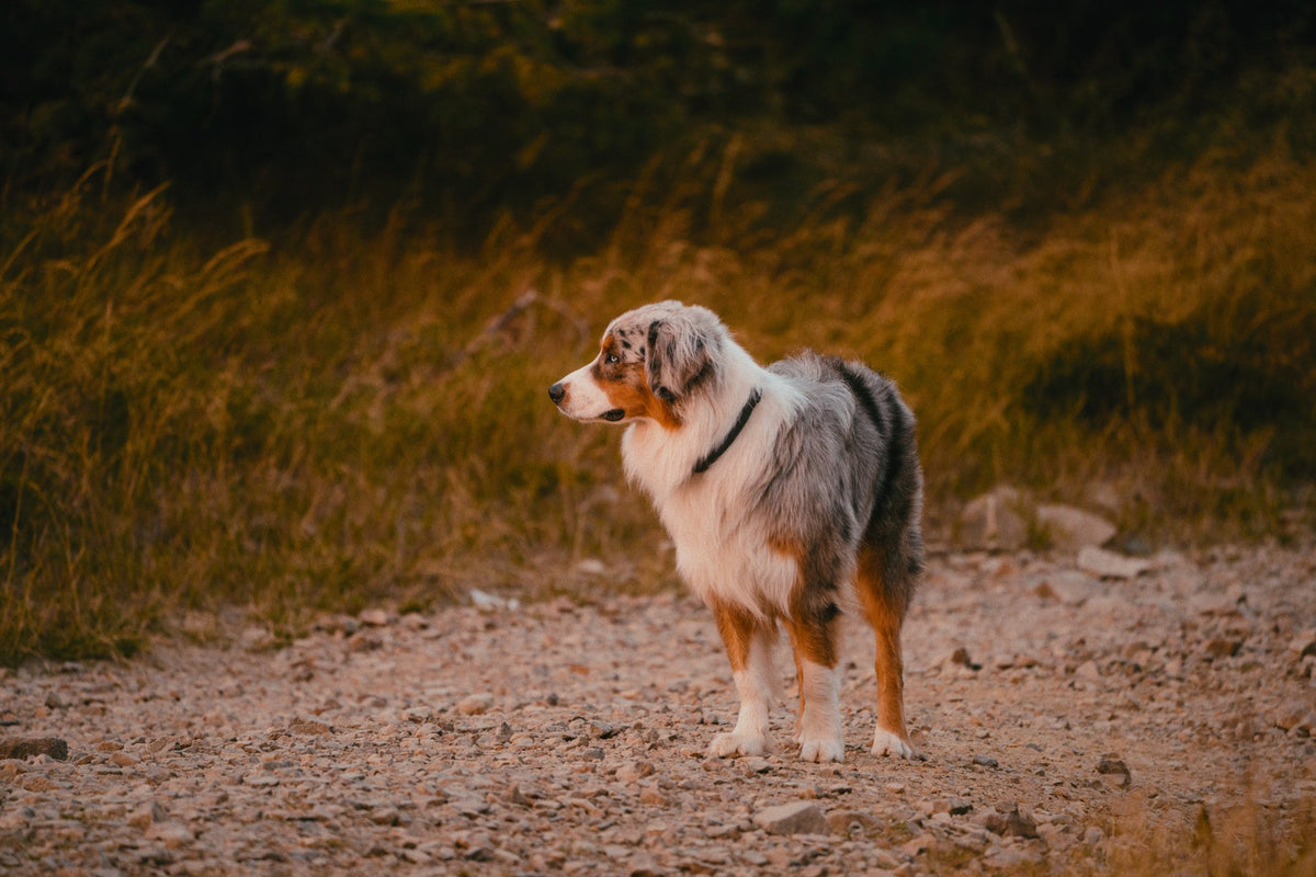 Blue merle Australian shepherd standing in golden grass